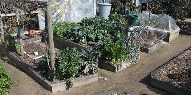 Photo of urban food garden in late August
