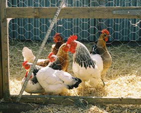 Photo of rooster and hens