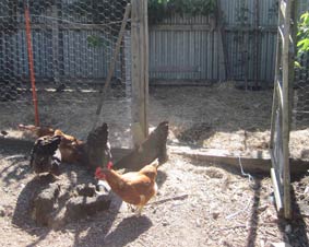 Photo of a deep litter chicken pen and a chicken run with the connecting door open.