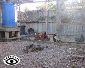 Photo of chickens in a deep litter pen