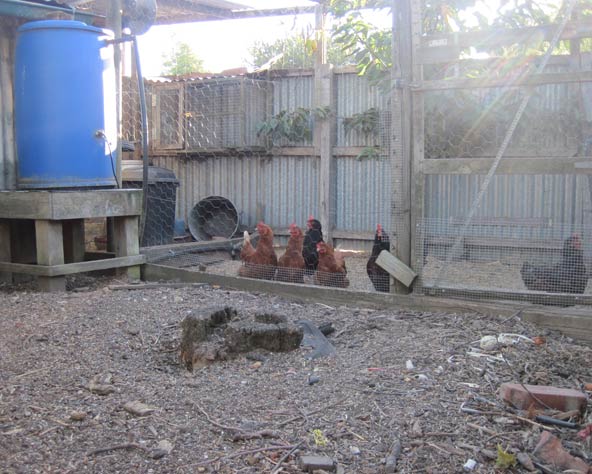 Large photo of chickens in a deep litter run pen.