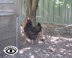 Photo of a hen under a shady tree
