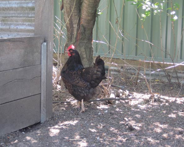 Large photo of a Barnevelder hen in the shade of a tree.
