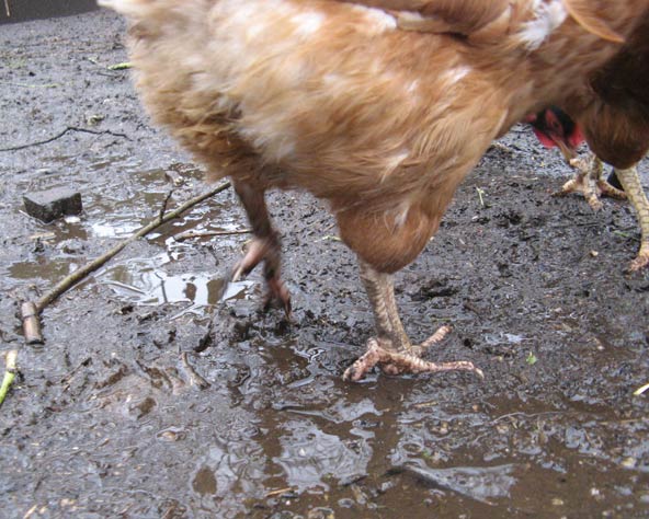 Large photo of chickens walking on boggy ground.