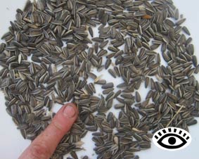 Photo of sunflower seeds