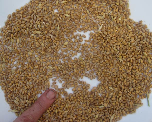 Large Photo of wheat grain