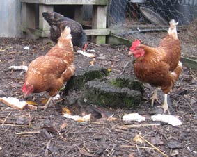 Photo of chickens eating scraps of bread