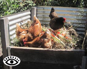 Chickens picking over a compost bin
