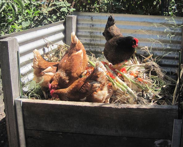 Large photo of chickens picking over a compost bin.