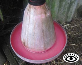 photo of automatic waterer