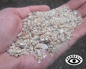 Photo of medium shell grit