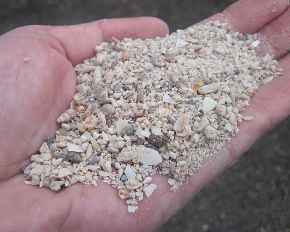 large photo of medium shellgrit