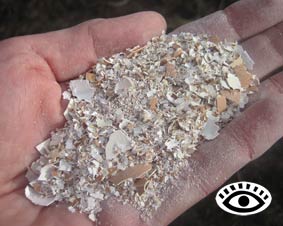 Photo of ground eggshells