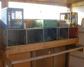 Photo of milk crate chicken nest boxes, image courtesy of the internet.