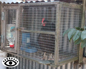 Photo of my broody hen cage with water container andfeed dispenser.