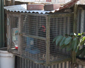 Photo of my broody hen cage.