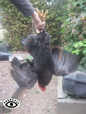 Photo of a chicken being held upside down.