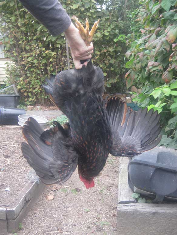 Large photo of a chicken being held upside down.