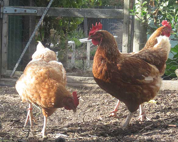 Large photo of chickens with red leg bands