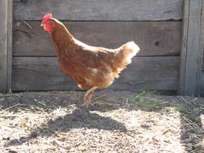 INTR0-HIGHLINE-CHICKEN