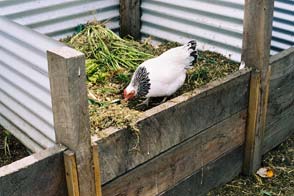 INTRO-CHICKEN-IN-COMPOST-BIN