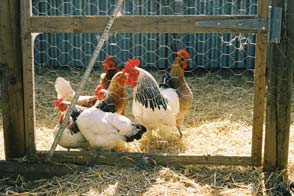 INTRO-CHICKENS-IN-PEN.jpg