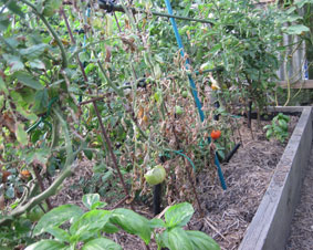 Photo of soil tomato plant with Fusarium wilt.