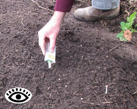 Large photo of planting pea seeds using a Tic Tac mint box.
