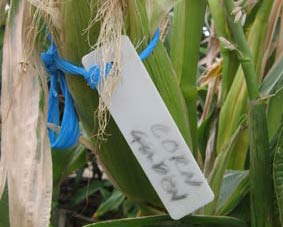 Photo of seedling label tied to a cob of corn.