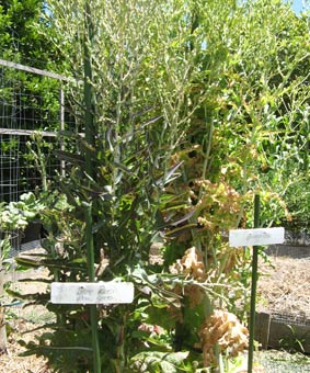 Photo of lettuces going to seed