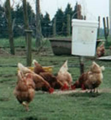 Photo of chickens at Nosloc bucket
