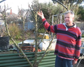 PHOTO - espaliered apple tree
