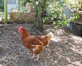 PHOTO - chicken under Morello cherry tree
