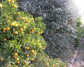 PHOTO - Tangelo and Feijoa trees