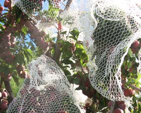 Photo of bird netting covering a branch.