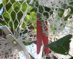 Photo of pegs used to draw bird netting edges together.