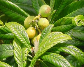 Photo of Loquat fruit and leaves.