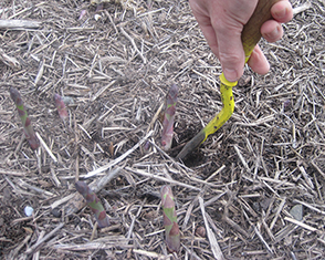 Photo of harvesting asparagus