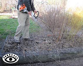 Photo of gardener cutting asparagus stalks.
