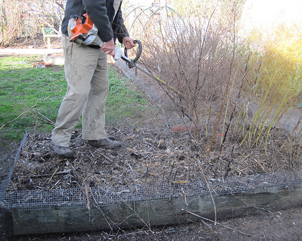 Large photo of gardener cutting asparagus stalks.