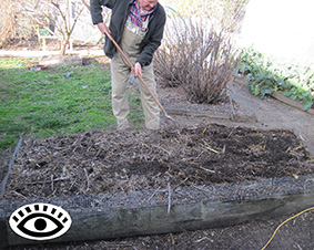 Photo of gardener hoeing an asparagus bed.