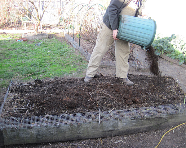 Large photo of gardener apply manure to an asparagus bed.