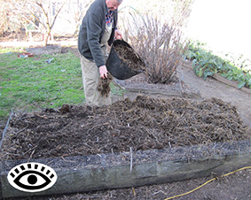 Photo of gardener covering an asparagus bed with mulch