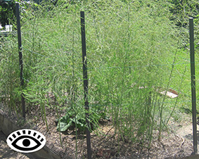 Photo of an asparagus bed in early summer with stakes around it.