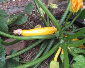 Vegetable growing tecnniques introduction photo