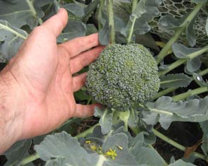 Vegetable growing tecnniques introduction photo