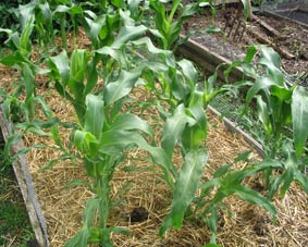 Vegetable growing tecnniques introduction photo