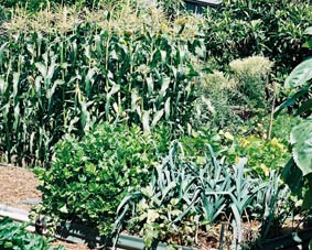photo of vegetable patch
