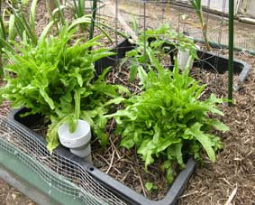 Photo of a wicking bed tub in the ground planted out with vegetables.
