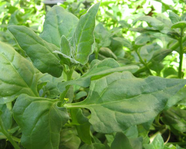 Large photo of New Zealand Spinach